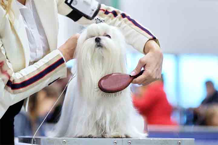 Em termos de cuidados diários, o Maltês exige atenção especial ao seu pelo longo e delicado. O pelo precisa ser escovado frequentemente para evitar nós e embaraços. Além disso, banhos regulares e cuidados com as orelhas são essenciais para manter o cão saudável e limpo.

