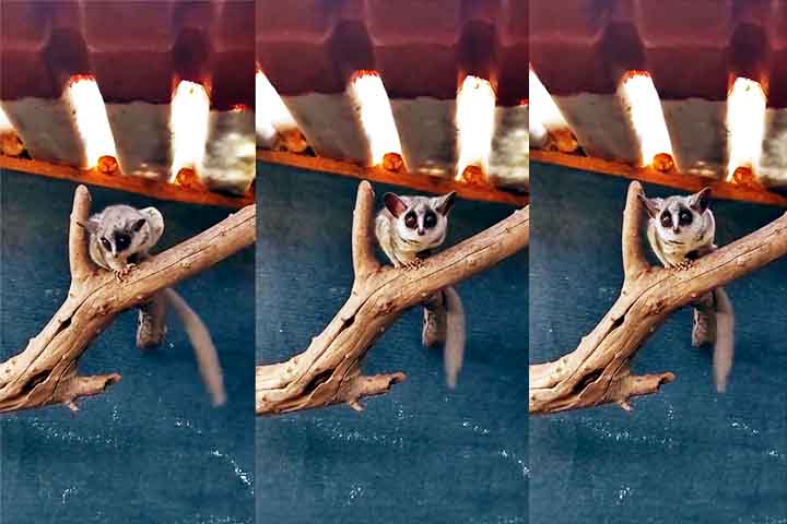 Essa história emocionante nos leva a explorar mais sobre esses animais conhecidos como galagos. Esses primatas, com seus olhos grandes e adaptados para a visão noturna, possuem uma série de características únicas que os tornam notáveis no mundo animal.