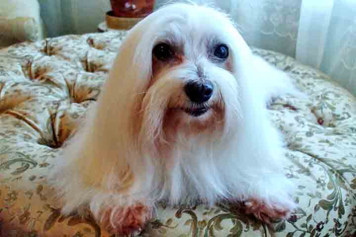 Por ser um cão de companhia, o Maltês se adapta bem à vida dentro de casas e apartamentos. Ele é muito sociável e gosta de estar perto de sua família, seja em ambientes internos ou externos. Apesar de seu tamanho reduzido, ele é ativo e gosta de brincadeiras, sendo ideal para pessoas com uma vida social ativa.

