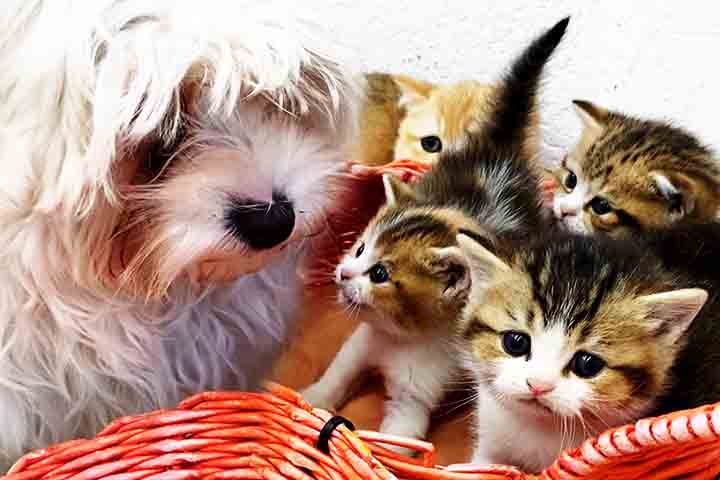 Este cãozinho também se dá bem com outros animais, sendo sociável e brincalhão com outros cães e até com gatos. Sua natureza tranquila facilita sua adaptação a novos ambientes e situações, o que o torna ideal para famílias com crianças. Ele tende a ser amigável, embora possa ser um pouco desconfiado com estranhos no começo.

