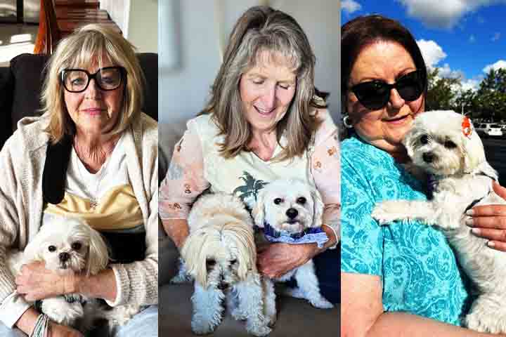 O Maltês é uma raça mais comum em grandes centros urbanos devido ao seu tamanho compacto e capacidade de adaptação a espaços menores. Ele também é popular entre pessoas idosas, pois sua energia e tamanho o tornam um excelente companheiro para quem busca um animal de estimação mais tranquilo e fácil de cuidar.

