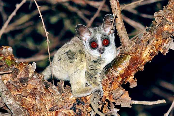 Esses animais são nativos da África Subsaariana e podem ser encontrados em diversos tipos de habitat, como savanas, florestas tropicais e áreas áridas. 