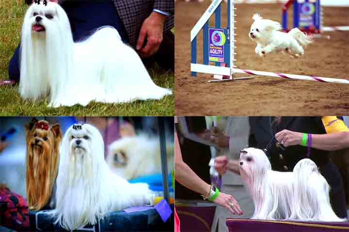 Na Europa e América do Norte, o Maltês é amplamente encontrado como animal de estimação. Sua popularidade tem crescido ao longo das décadas, principalmente entre pessoas que buscam um cão de companhia. Além disso, a raça também é conhecida por seu papel em competições de cães, devido à sua beleza e graciosidade.

