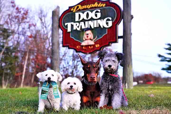 A educação do Maltês não é difícil, já que ele é inteligente e gosta de agradar. Com paciência e reforço positivo, ele aprende rapidamente novos comandos e truques. No entanto, devido à sua natureza afetuosa, o Maltês também pode ser propenso a comportamentos de dependência, buscando constantemente a atenção de seus donos.

