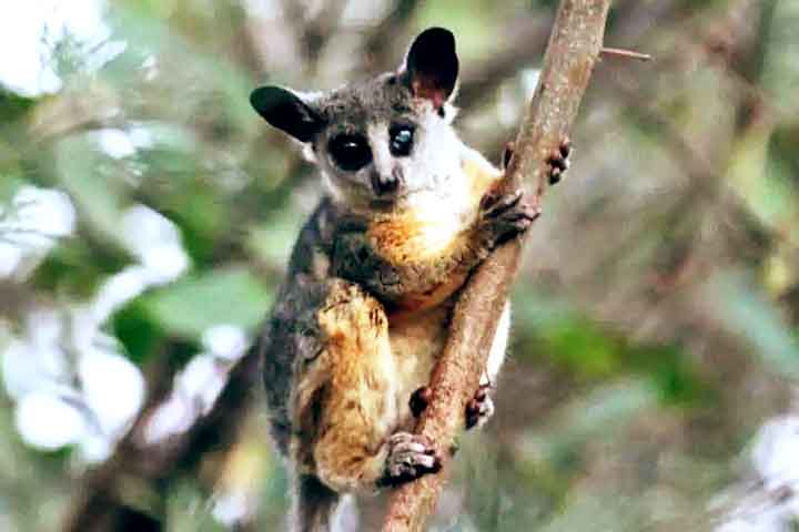 Essa habilidade de saltar é uma adaptação vital para sua sobrevivência, pois os galagos são predominantemente arborícolas, ou seja, vivem e se alimentam nas árvores.