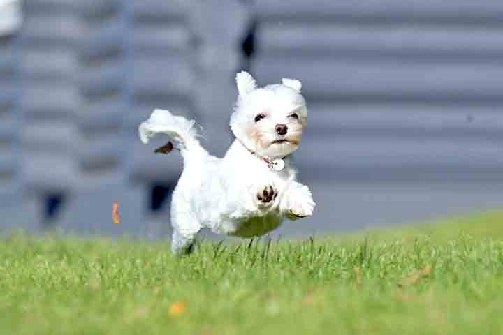 Apesar de seu tamanho pequeno, o Maltês tem uma energia surpreendente, sendo mais ativo do que muitos outros cães de tamanho semelhante. Isso significa que ele necessita de passeios diários para manter-se saudável e em boa forma física. Essas caminhadas também são uma oportunidade para o cão socializar com outros animais e pessoas.

