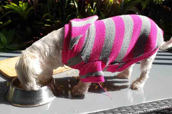Em termos de alimentação, o Maltês não tem exigências especiais, mas como toda raça, ele precisa de uma dieta equilibrada. Alimentos ricos em nutrientes e específicos para cães de raças pequenas são indicados para garantir sua saúde e longevidade. Evitar alimentos prejudiciais à saúde do cão é fundamental para manter sua qualidade de vida.