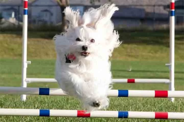 Embora seja um cão de companhia, o Maltês também tem uma boa capacidade de aprendizagem e pode se destacar em esportes caninos, como agilidade. Seu tamanho reduzido e agilidade permitem que ele execute movimentos rápidos, tornando-o divertido de treinar para atividades físicas. Isso também estimula sua mente, evitando o tédio.
