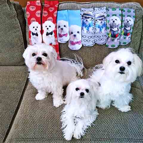 A beleza e a personalidade afetuosa do Maltês fazem dele um excelente cão para qualquer família. Sua adaptabilidade e carinho são qualidades que cativam todos ao seu redor. Se bem cuidado e bem treinado, o Maltês pode ser um membro leal e amoroso da família por muitos anos.

