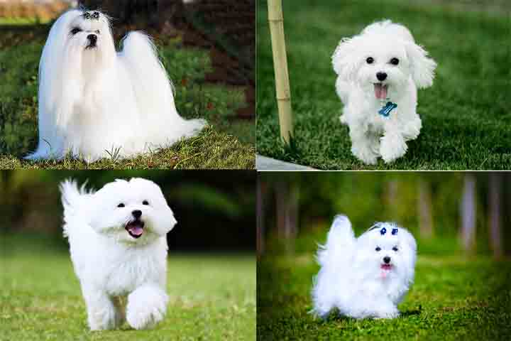 O Maltês é, sem dúvida, uma das raças de cães mais adoráveis e adequadas para a vida moderna. Sua combinação de beleza, inteligência e companheirismo garante que ele continue sendo uma escolha popular em muitos lares ao redor do mundo.