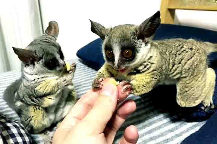 Em relação ao comportamento, os galagos são conhecidos por sua habilidade de entrar em períodos de torpor durante condições climáticas mais frias, algo que os ajuda a conservar energia.