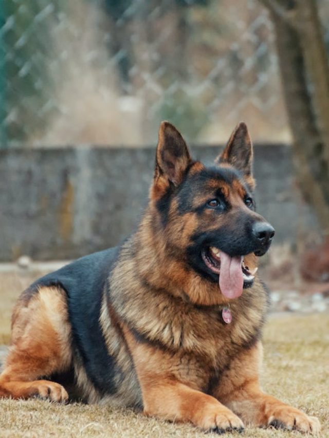 Seja como cão de trabalho ou de companhia, sua presença é marcante. Seu olhar expressivo transmite inteligência e lealdade. Não é à toa que é uma das raças mais admiradas do mundo.