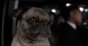 Seu tamanho compacto facilita a convivência em diferentes tipos de residências. Além disso, seu comportamento tranquilo o torna uma excelente opção para espaços reduzidos.