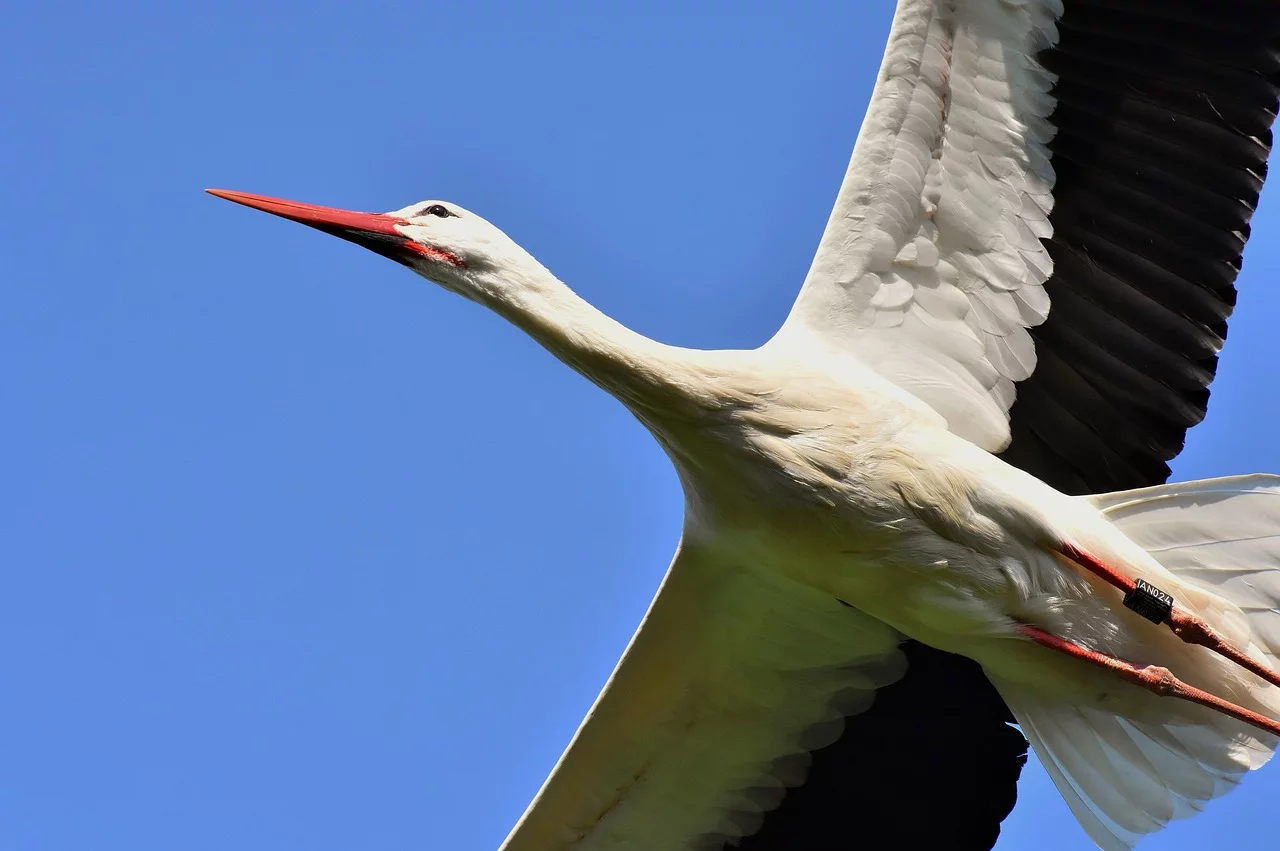 Conhecida no imaginário popular como o animal que 'carrega os bebês', as cegonhas simbolizama fertilidade. Essas aves migratórias têm características que chamam a atenção, seja pela beleza de seu voo ou o tratamento com os filhotes 