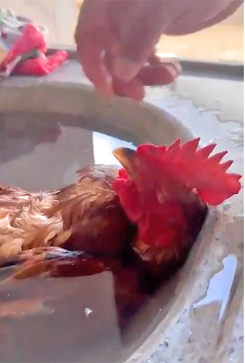O galo viralizou nas redes sociais ao tirar um cochilo na pia cheia de água. E muita gente achou que ele estava morto. Mas a tutora Geovana esclareceu: Gente, ele não tá morto, não, viu. Ele tá relaxando” (risos).