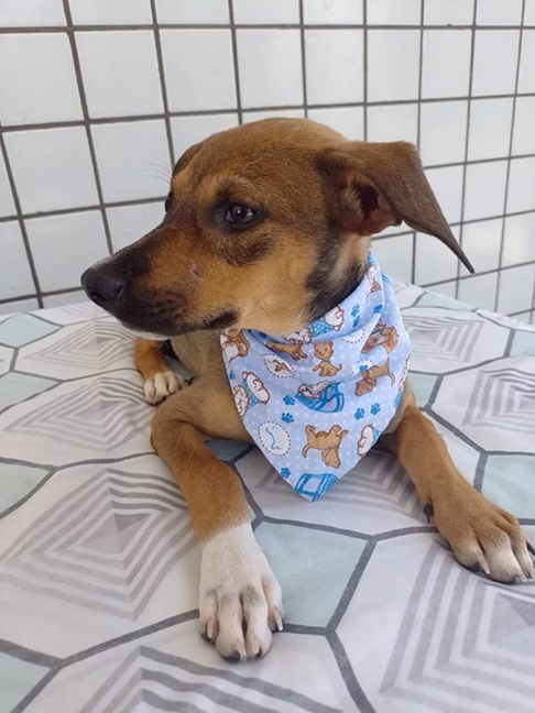 Refresque o ambiente - Use ventiladores, ar-condicionado ou abra janelas para ventilação. Nos casos de calor extremo, borrife água no animal ou ofereça toalhas úmidas para ajudá-lo a se refrescar.