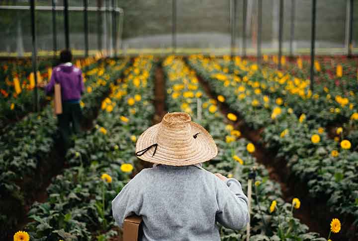 As primeiras famílias de agricultores holandeses que chegaram no final dos anos 50 iniciaram uma cooperativa de plantação de flores. Anos depois, passou a se chamar Veiling e foi implementada a venda por leilão. Veiling em holandês quer dizer leilão.
