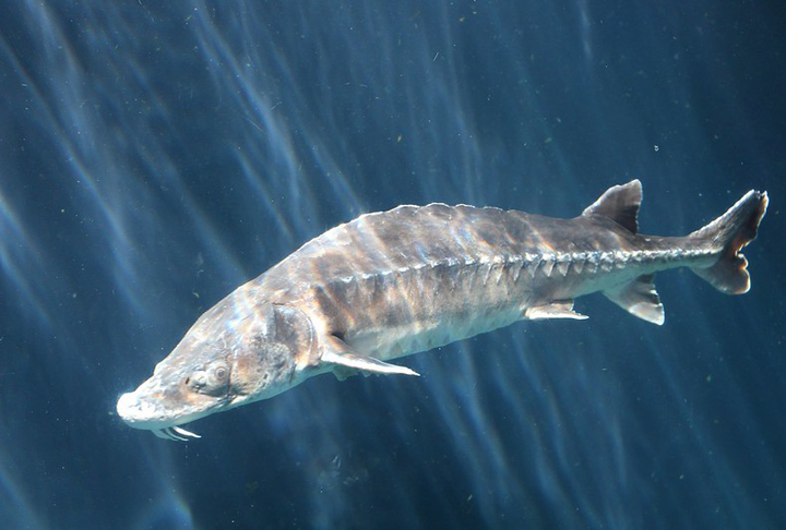 Eu dirijo por ali cerca de 100 dias por ano e, portanto, vejo muitas coisas que os outros não veem. Este foi o segundo esturjão que vi em 27 anos dirigindo na ilha, contou à Newsweek. 