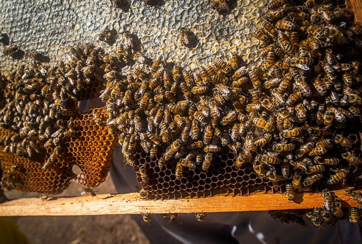 Ela representa uma significativa fonte de renda para os agricultores familiares e não exige muito tempo e nem grandes áreas de terra disponíveis. Além disso, é uma atividade de baixo impacto ambiental, que contribui bastante para preservação do ecossistema.