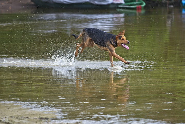 Planeje atividades aquáticas - Para cães que gostam de água, permita que se refresquem em piscinas rasas ou banhos rápidos. Certifique-se de que eles estejam sempre supervisionados para evitar acidentes. O passeio também pode ser em riachos com acesso autorizado para animais em ambientes naturais abertos. 