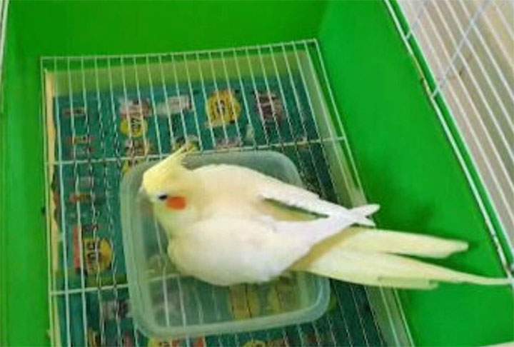 Diversas outras espécies de animais de estimação buscam soluções para escapar do calor. Esta calopsita se refresca em uma bacia de água em cima do freezer.