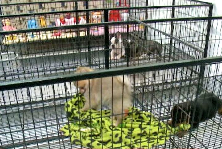 Já nesse canil, os bichinhos passam a maior parte do tempo em um ambiente fechado com o ar-condicionado ligado. Aliás, de acordo com o proprietário, isso não é luxo, mas, sim, necessidade.