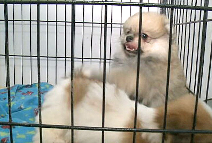 Isso porque os especialistas no assunto explicam que nos períodos mais quentes, o indicado é deixar os animais em ambientes climatizados e hidratá-los. O ar-condicionado deve ser mantido de forma que a umidade seja preservada.