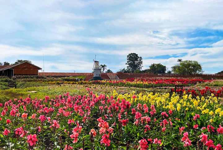 O projeto inicial dos imigrantes holandeses era fazer de Holambra a maior produtora de leite da região, e não de flores. Entretanto, por problemas relacionados ao clima, o gado vindo da Holanda não se adaptou e toda a produção minguou.