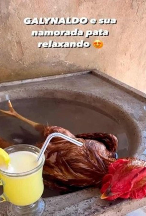 Chamado de ‘Galynaldo’ , o animal deu uma refrescada na 'banheira improvisada'.  No Tik Tok, o vídeo logo ultrapassou sete milhões de visualizações, 600 mil curtidas e 13 mil comentários.