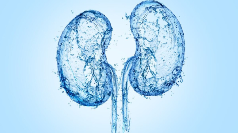 O câncer renal é uma doença que merece atenção (Imagem: SP Creative Studio | Shutterstock)