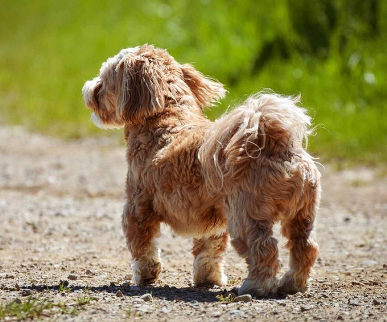 Ofereça sombra adequada - Proporcione espaços sombreados para os animais descansarem, especialmente em áreas externas. Tendas, árvores ou áreas cobertas são essenciais para proteção do calor direto.