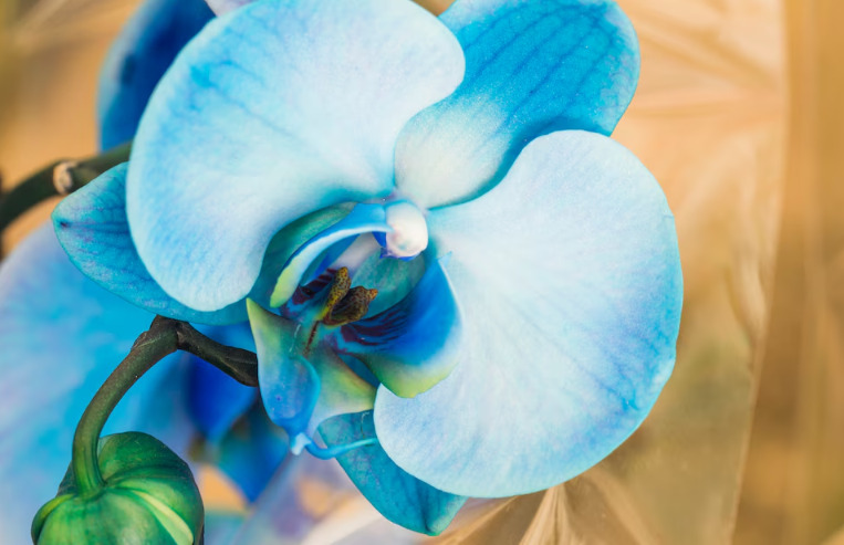 No Brasil, a orquídea azul é produzida em Holambra. A técnica de deixar a flor nessa tonalidade foi aperfeiçoada e patenteada pelo engenheiro agrônomo Marcos Alexandre. E lá, em Holambra, em seu sítio, são produzidas as flores de coloração azulada.