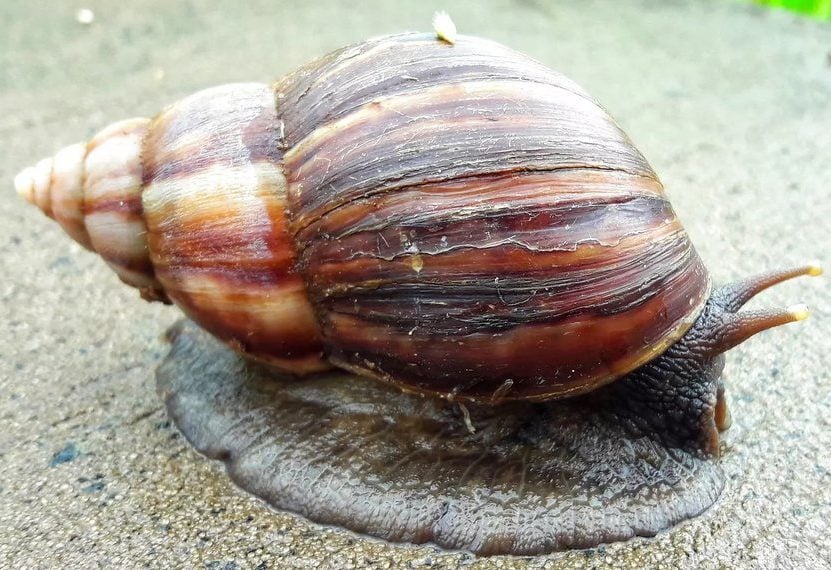 Os caramujos africanos são hospedeiros de vários parasitas, incluindo o verme causador da meningoencefalite eosinofílica, doença que pode ser fatal.