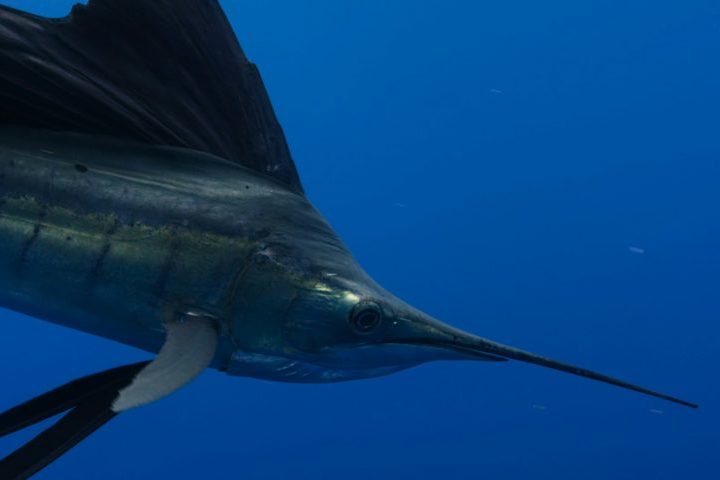 Essa espada não é usada para perfurar presas, mas sim para cortá-las e desorientá-las, tornando a captura mais fácil.