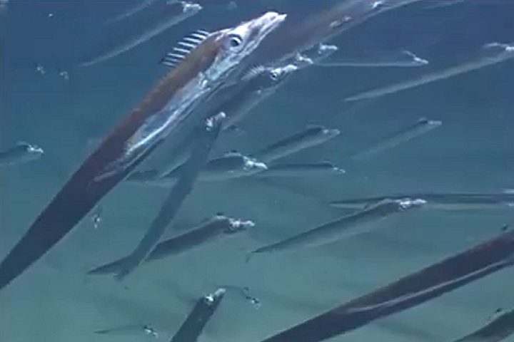 Também conhecido como espadarte, o peixe-espada é uma espécie de peixe ósseo marinho conhecida por sua aparência característica e habilidades de natação.