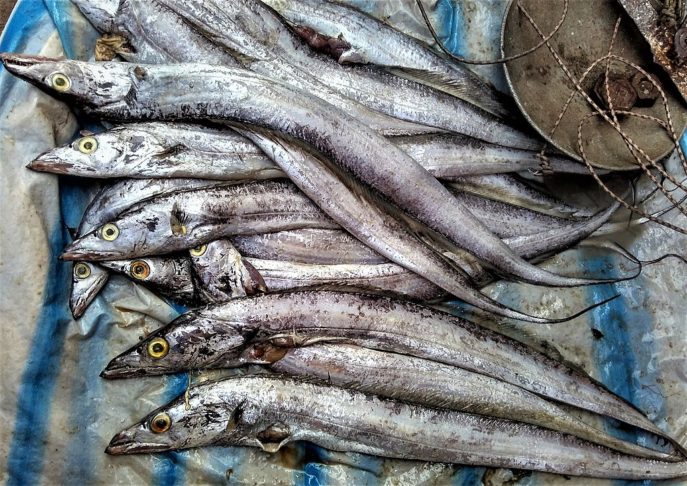 Apesar de sua ampla distribuição, a pesca excessiva em algumas regiões tem levantado preocupações sobre a conservação da espécie.