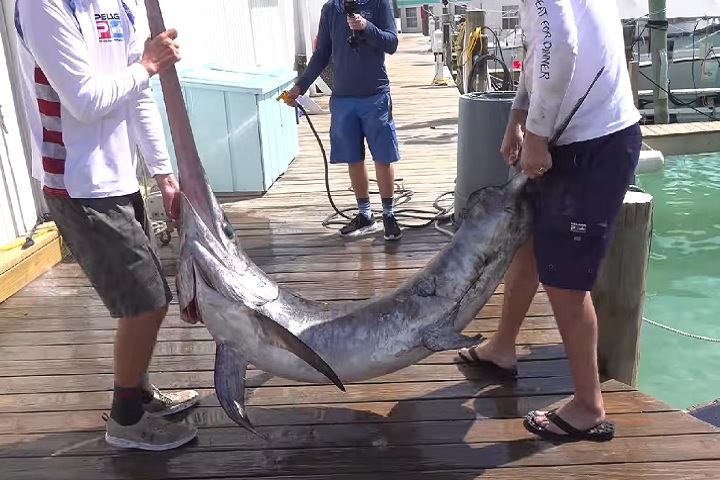 Para evitar a sobrepesca e garantir a sustentabilidade, muitas nações e organizações internacionais implementaram regulamentações sobre tamanhos mínimos de captura e restrições sazonais.