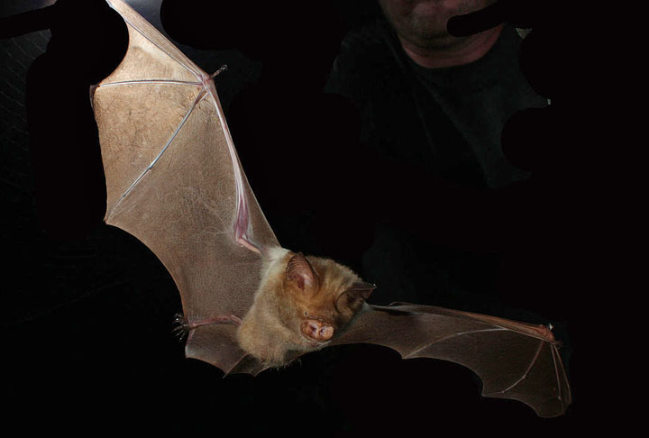 Os predadores dos morcegos são corujas, gaviões, a ave anu-branco e até mesmo morcegos carnívoros. E, nos ambientes urbanos, os gatos têm matado muitos morcegos. 