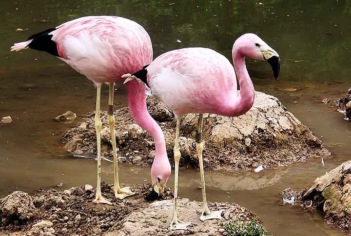 Tanto os machos quanto as fêmeas produzem uma espécie de “leite” em seus tratos digestivos superiores - eles não possuem glândulas mamárias.
