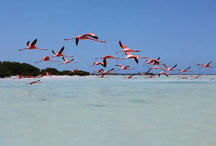Os flamingos também voam. Eles viajam para se reproduzir, ou se mudar, mas, para se deslocar por longas distâncias, eles costumam voar à noite, por isso quase não são vistos no ar.