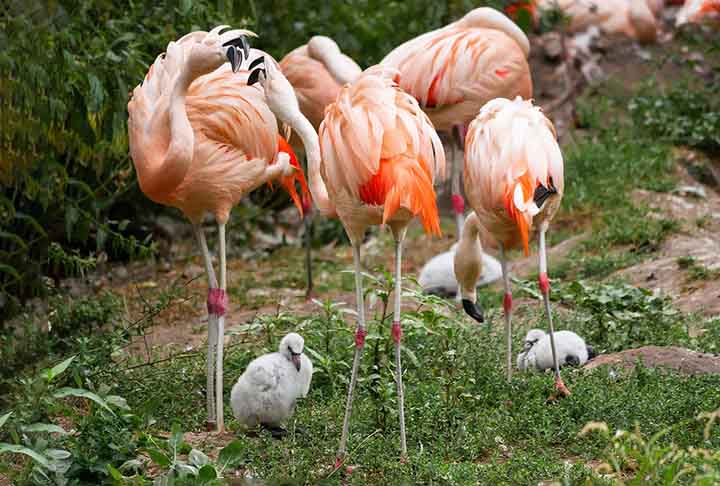 Apesar de chamarem atenção pela cor rosa, os flamingos nascem em tons de cinza ou branco, assumindo uma tonalidade mais quente apenas nos primeiros anos de vida.