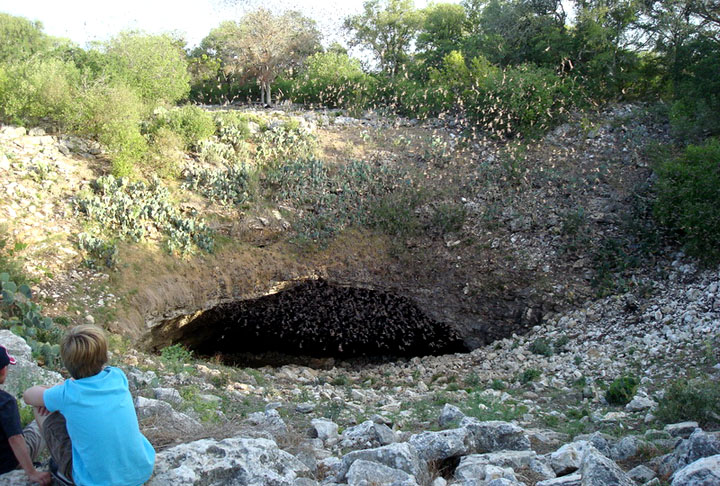 Eles vivem em cavernas, tocas, buracos, troncos ocos de árvores. Muitas vezes, saem em revoada, centenas e até milhares ao mesmo tempo. 