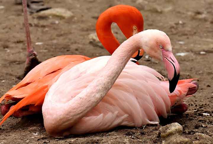 Outra curiosidade é que essas aves são fiéis aos seus parceiros. Elas ficam com o mesmo par por toda a vida, ou seja, são monogâmicas.