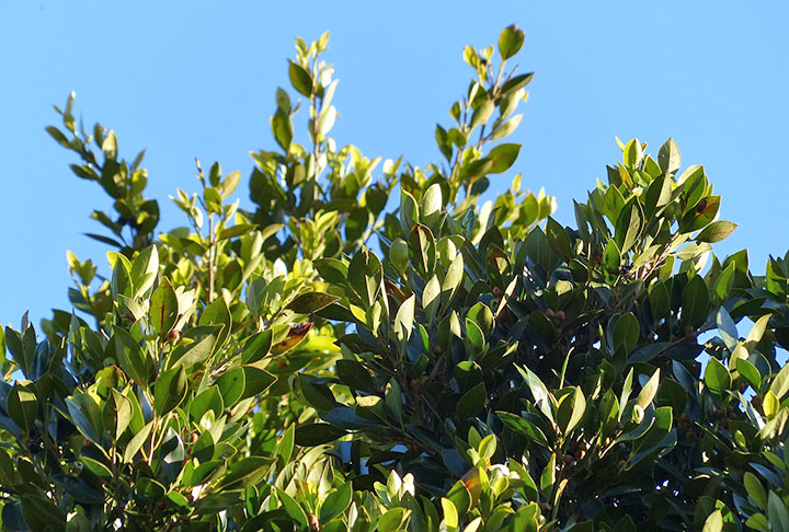 O louro se desenvolve bem ao sol. Pode ser colocado num local exposto à luz solar e ao calor. 