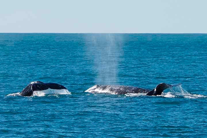 BALEIAS-CINZENTAS - Vivem no Oceano Pacífico e têm uma expectativa de vida de 55 a 70 anos. A gestação dura 13 meses, e nasce geralmente 1 filhote por vez, a cada 2 ou 3 anos.