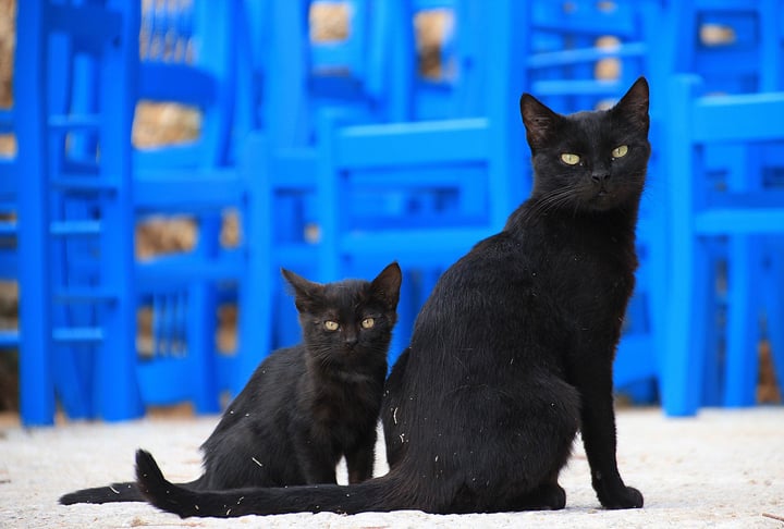 GATOS  - Vivem em quase todas as partes do mundo, com uma expectativa de vida de 12 a 16 anos. A gestação dura 2 meses, com 2 a 5 filhotes por vez, podendo ter até 3 ninhadas por ano.