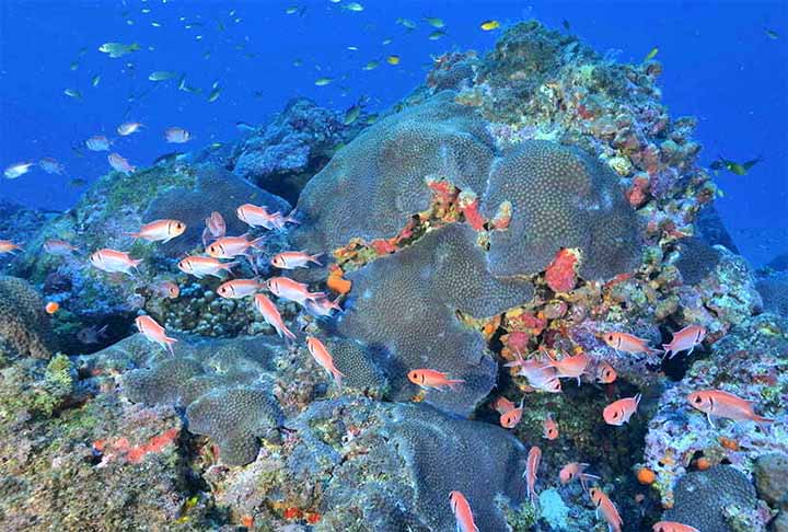 Laboratório natural: Os organismos do fundo do mar podem nos ensinar muito sobre a vida em condições extremas e sobre a origem da vida na Terra. Estudá-los pode nos ajudar a desenvolver novos medicamentos, materiais e tecnologias.