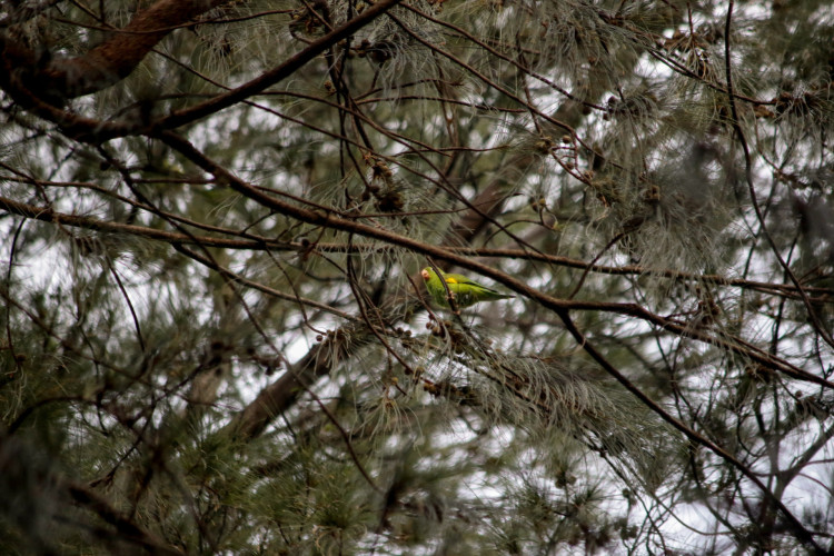 Aumento de aves e periquitos no per&iacute;odo de chuva nas &aacute;rvores da pra&ccedil;a Raquel de Queiroz