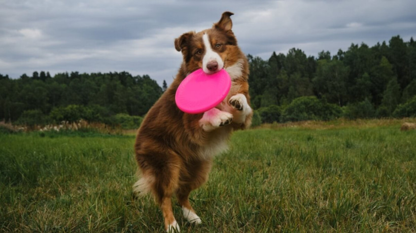Os brinquedos são uma excelente ferramenta para aliviar o estresse e promover momentos relaxantes para os pets (Imagem: lightman_pic | Shutterstock) 