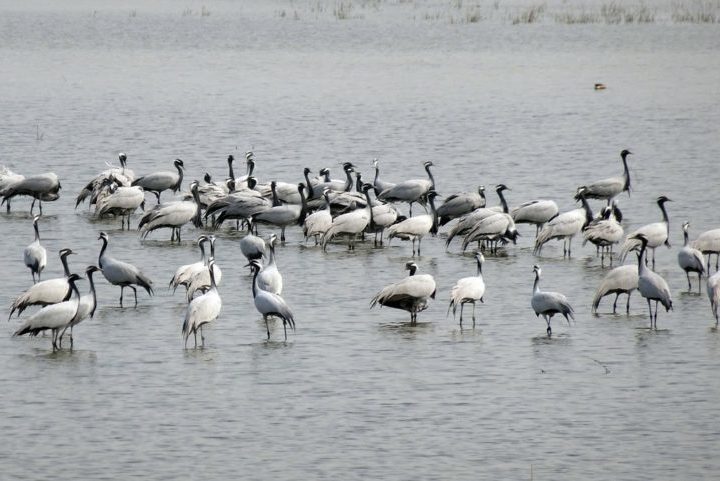 Conhecido como o lar do grou-japonês, o local é considerado o maior habitat e berçário da espécie no mundo!






